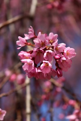 Prunus subhirtella 'Pendula' - višeň chloupkatá - květenství